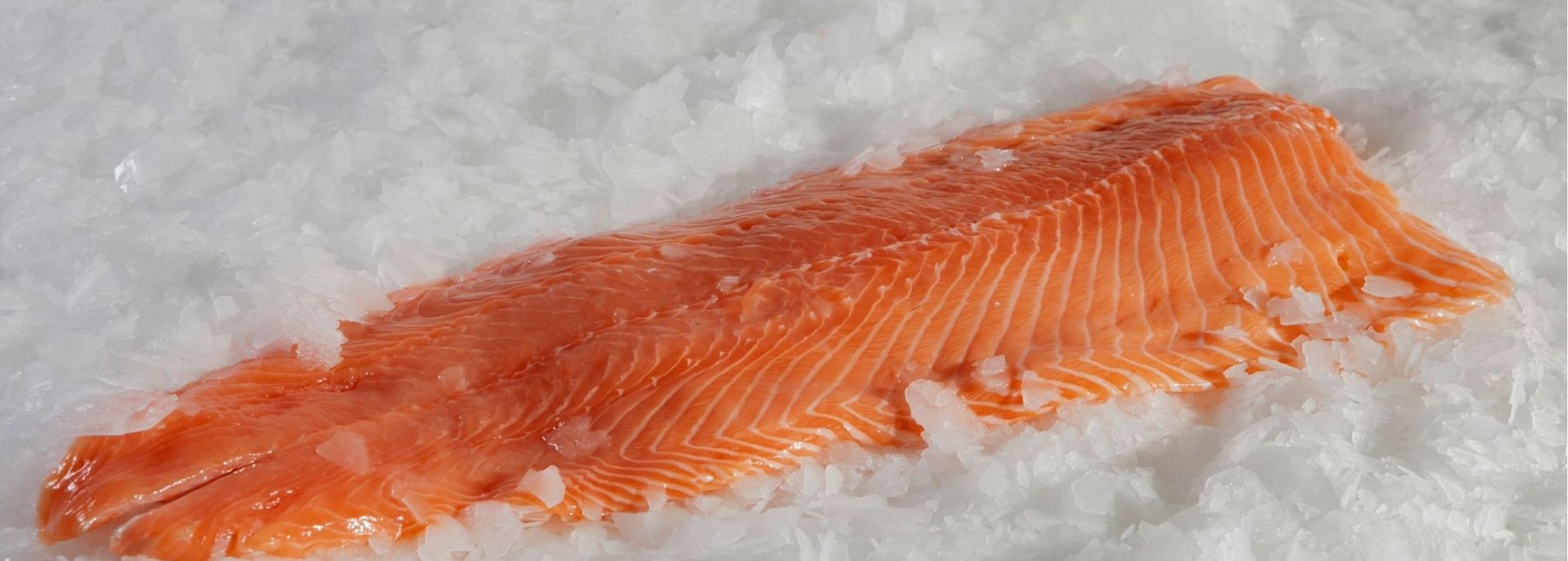 Fresh salmon fillet on ice