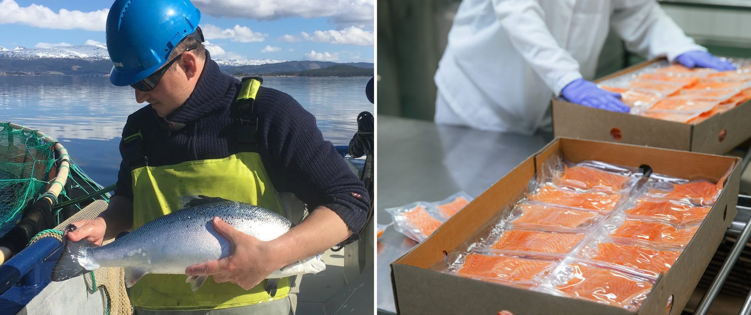 From whole fish on the fjord to portions in the pack